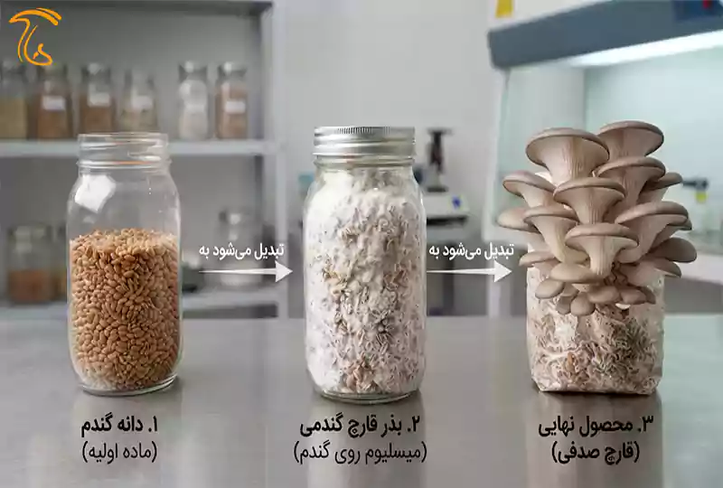 آمادهسازی گندم برای تولید بذر قارچ