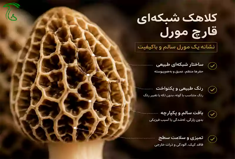 نمای نزدیک از کلاهک شبکهای قارچ مورل برای بررسی کیفیت ظاهری