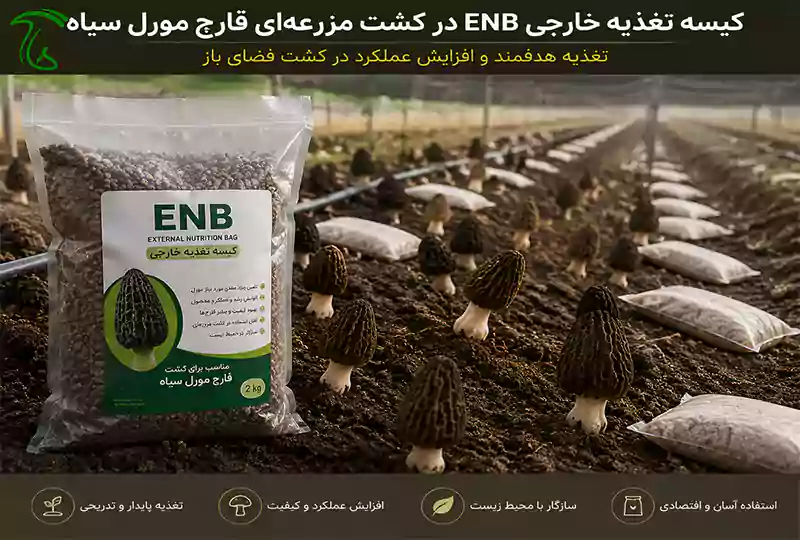 کیسه تغذیه خارجی ENB در کشت مزرعهای قارچ مورل سیاه