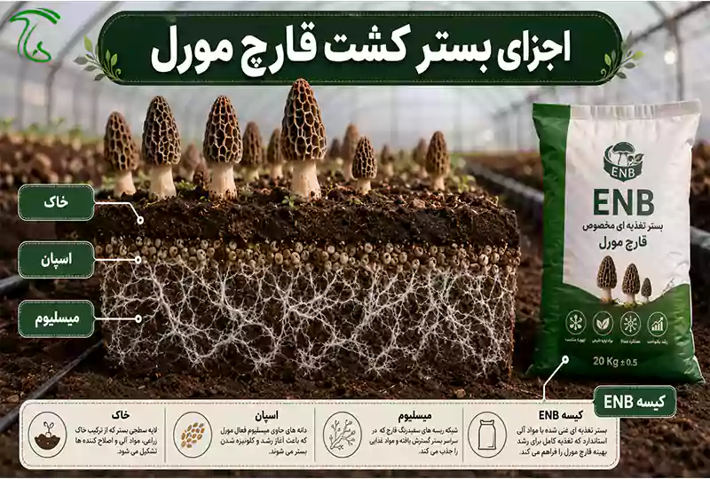 اجزای بستر کشت قارچ مورل شامل خاک، اسپان، میسلیوم و کیسه ENB