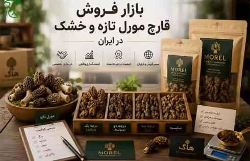 بازار فروش قارچ مورل تازه و خشک در ایران