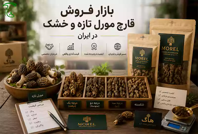بازار قارچ مورل در ایران و جهان؛ قیمت، فروش و صادرات