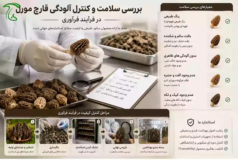 بررسی سلامت و کنترل آلودگی قارچ مورل در فرآیند فرآوری