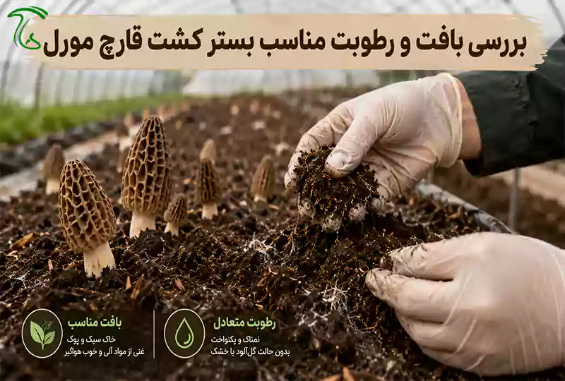 بررسی بافت و رطوبت مناسب بستر کشت قارچ مورل در مزرعه