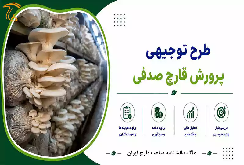 طرح توجیحی قارچ صدفی
