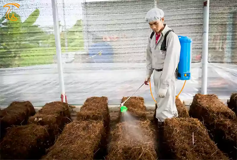 کاه بستر مناسبی برای انواع قارچ