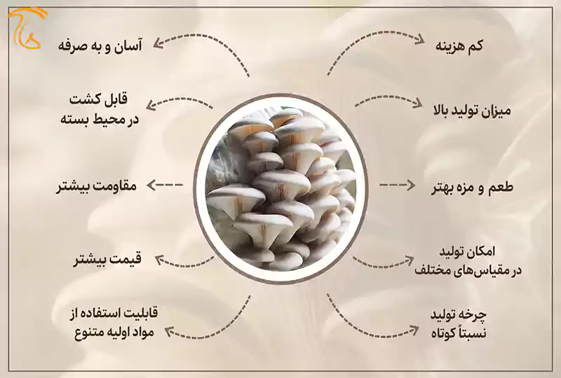 مهم ترین مزایای قارچ صدفی برای پرورش که سود آن را بیشتر می کند