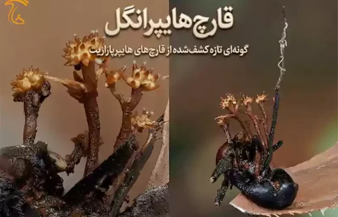 قارچ هایپرانگل گونه تازه کشف‌شده