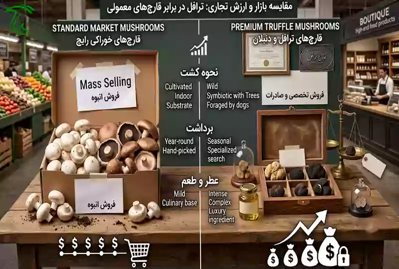 مقایسه قارچ ترافل با قارچهای رایج برای نمایش تفاوت بازار و ارزش تجاری