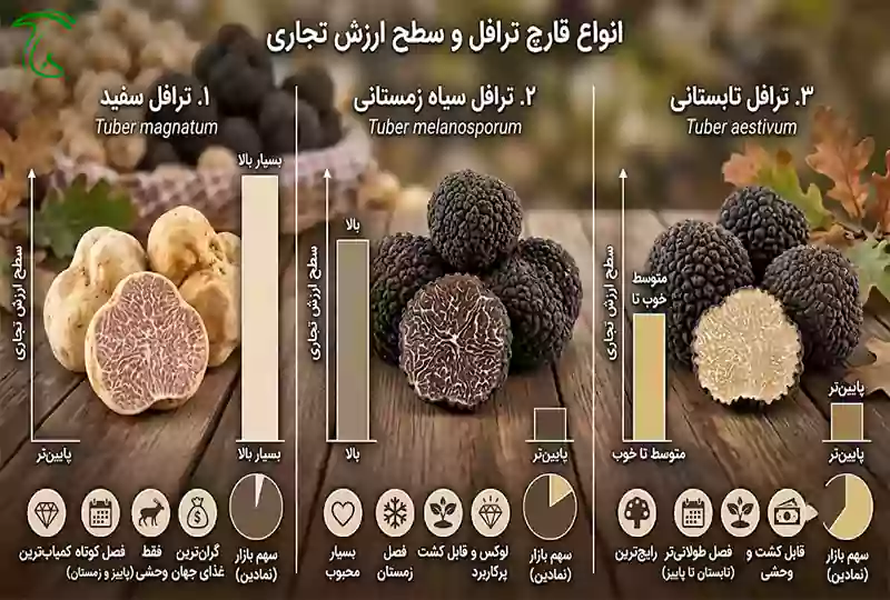 انواع قارچ ترافل شامل سفید، سیاه زمستانی و تابستانی با سطح ارزش تجاری