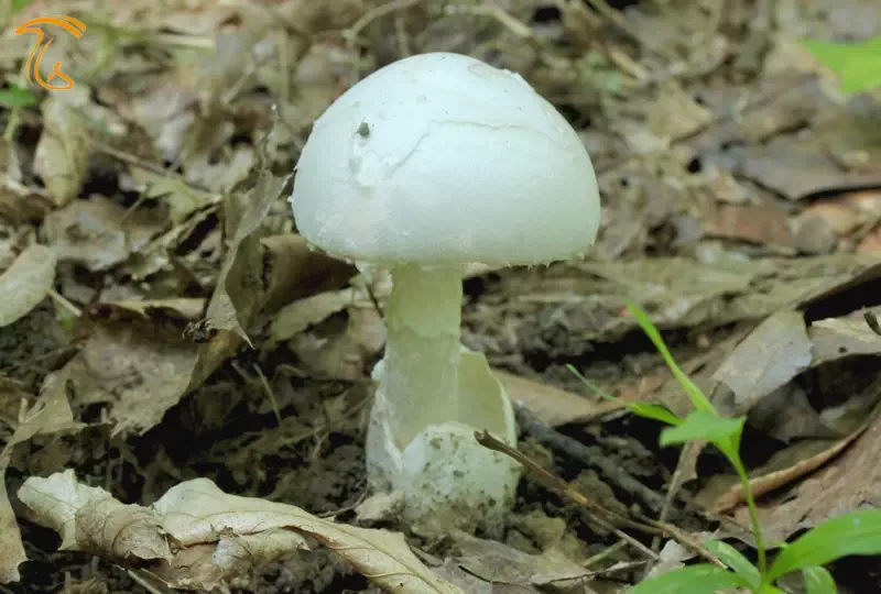 نمونه ای از فنجانک روی قارچ خانواده آمانیتا