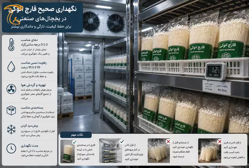 نگهداری صحیح قارچ انوکی در یخچال برای حفظ کیفیت و ماندگاری