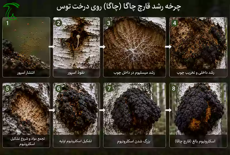 مراحل چرخه رشد قارچ چاگا از نفوذ اسپور تا تشکیل اسکلروتیوم روی درخت