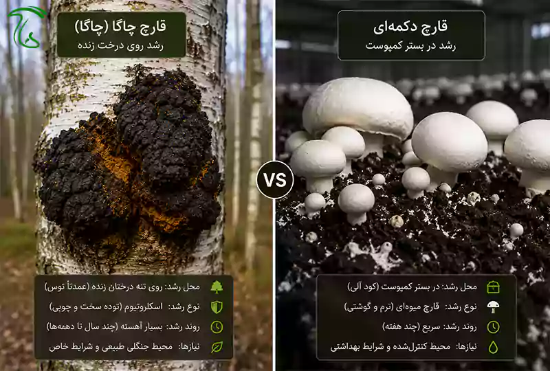مقایسه محل رشد قارچ چاگا روی درخت زنده با قارچ دکمهای در بستر کمپوست