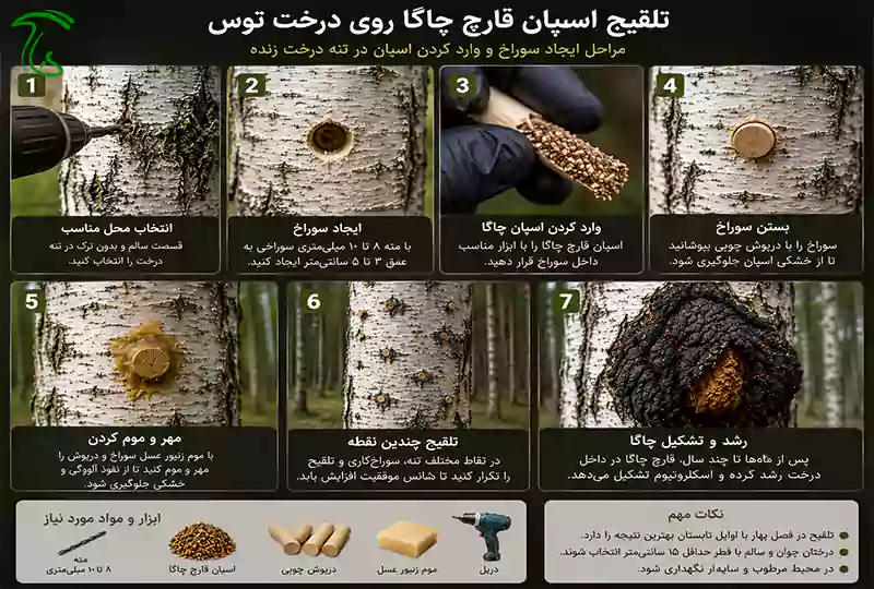 ایجاد سوراخ روی تنه درخت توس برای تلقیح اسپان قارچ چاگا