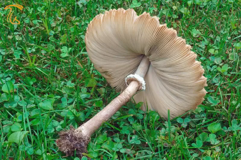 نمونه ای از حلقه روی ساقه قارچ
