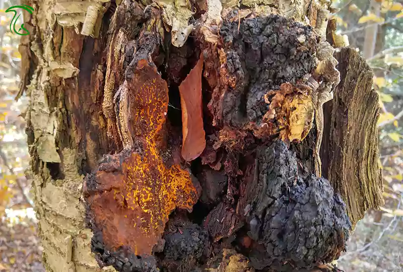 قارچ چاگا (Inonotus obliquus) رشد کرده روی تنه درخت توس با اسکلروتیوم سیاهرنگ