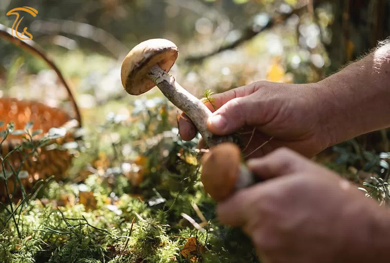 چیدن قارچ از طبیعت