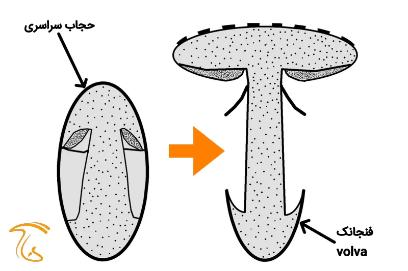 فنجانک قارچ چگونه تشکیل میشود