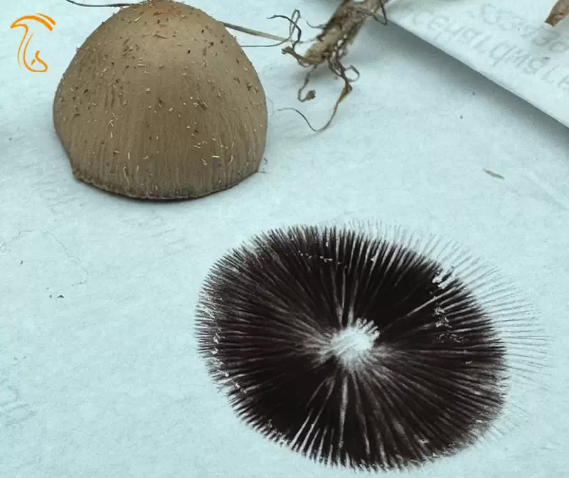 نمونه ای از اثر هاگ روی کاغذ