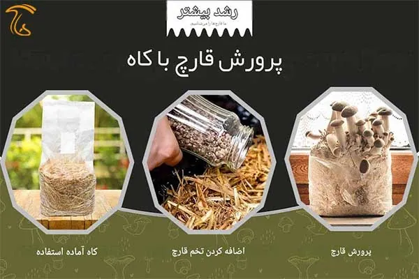 رشد قارچ با کاه در منزل