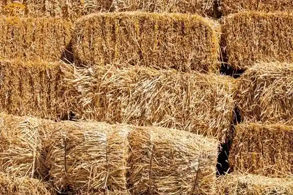استفاده از کاه به عنوان بستر کشت قارچ
