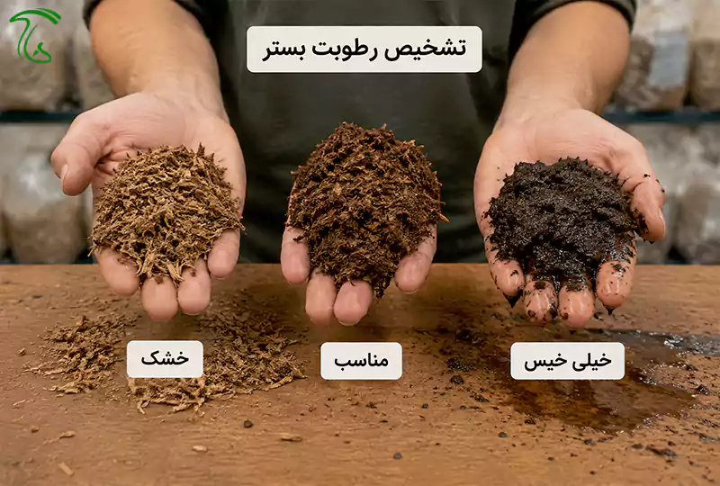 مقایسه رطوبت بستر قارچ یال شیر در سه حالت خشک، مناسب و بیش از حد خیس