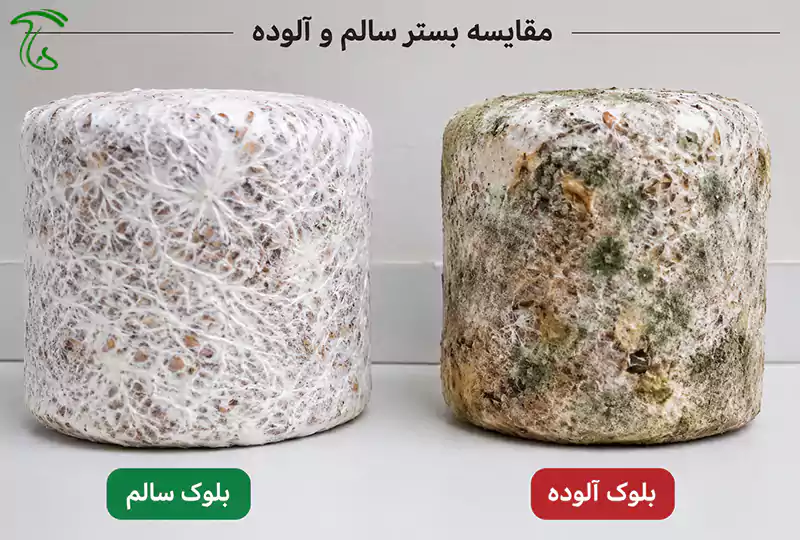مقایسه بلوک سالم با میسیلیوم سفید و بلوک آلوده دارای کپک سبز در بستر قارچ یال شیر
