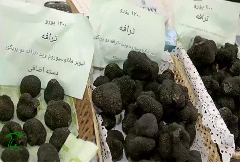 دسته بندی قارچ ترافل برای مصرف