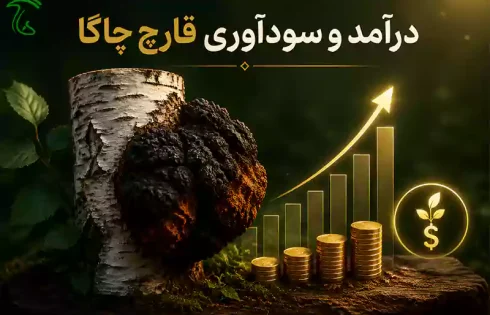 درآمد پرورش قارچ چاگا روی درخت توس؛ بررسی هزینه، سود و بازگشت سرمایه