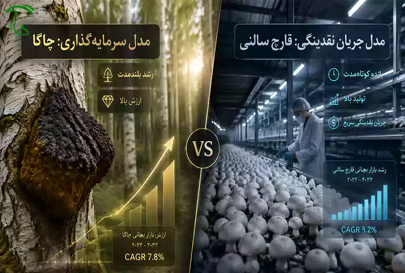تفاوت پرورش قارچ چاگا روی درخت زنده با قارچهای سالنی از نظر مدل درآمدی