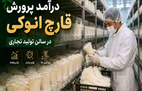 درآمد پرورش قارچ انوکی در سالن تولید تجاری