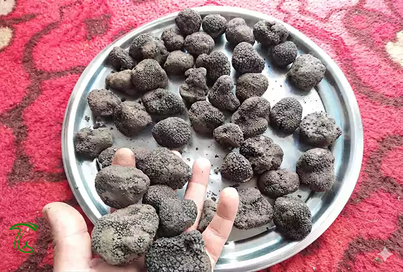 قارچ ترافل ایرانی