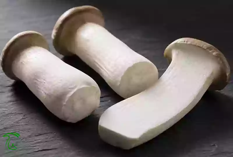 استاندارد قارچ شاه صدف و بررسی کیفیت محصول با اندازهگیری ابعاد و فرم قارچ