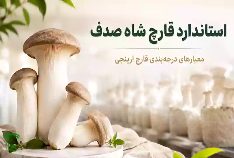 استاندارد قارچ شاه صدف و معیارهای درجهبندی قارچ ارینجی
