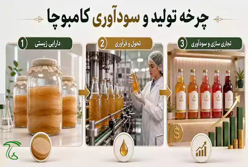 روشهای کسب درآمد از پرورش قارچ کامبوچا و فروش SCOBY
