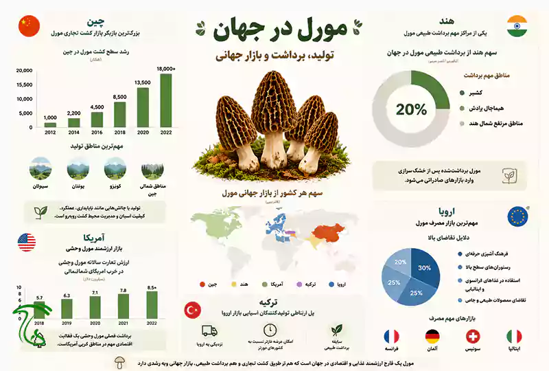 بازار جهانی قارچ مورل و کشورهای مصرف کننده