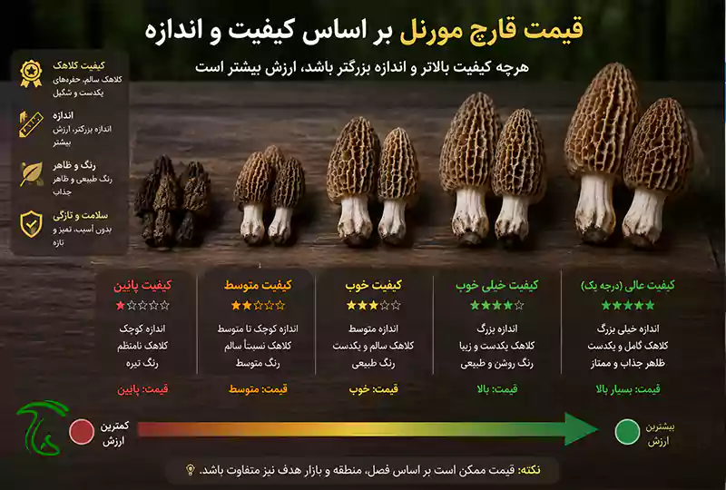 عوامل تاثیرگذار بر روی قیمت قارچ مورل