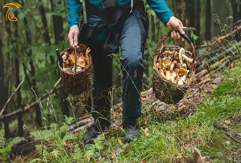 مناسب ترین زمان برای پیداکردن قارچ کوهی