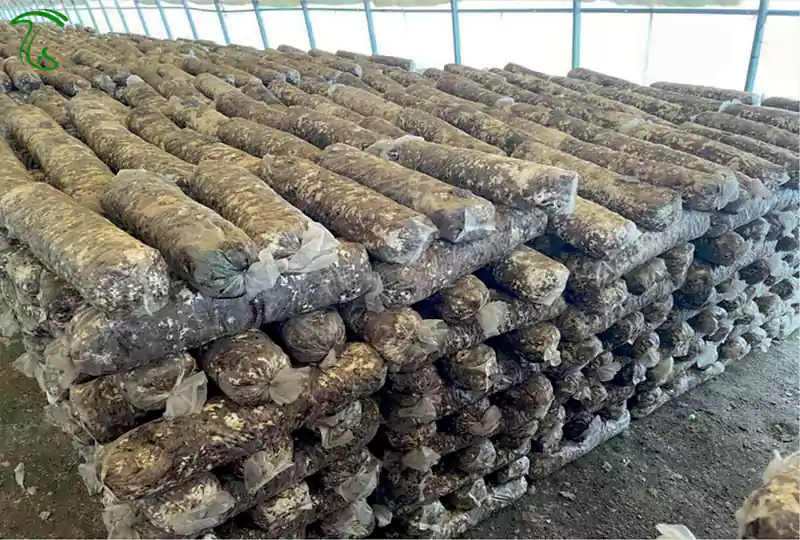 بستر کشت قارچ شیتاکه