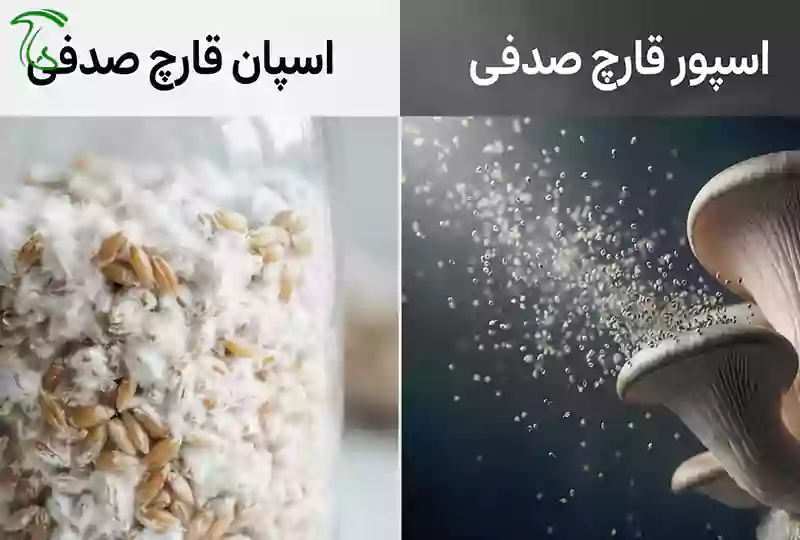 مقایسه اسپان قارچ و اسپور قارچ صدفی و تفاوت آنها در فرآیند تولید قارچ