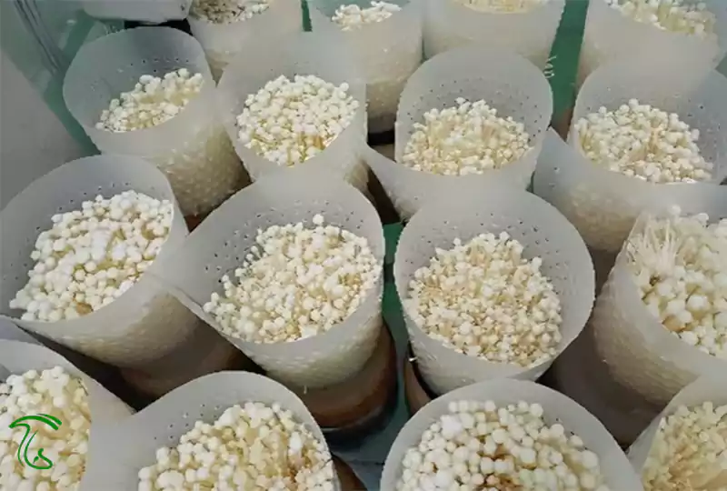 ساختار بستر انوکی؛ توازن مواد غذایی، رطوبت و فضای هوایی اهمیت دارد