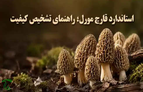 استاندارد قارچ مورل | معیارهای تشخیص قارچ مورل سالم و باکیفیت