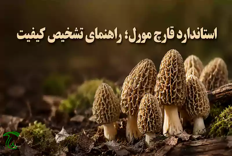 استاندارد قارچ مورل | معیارهای تشخیص قارچ مورل سالم و باکیفیت