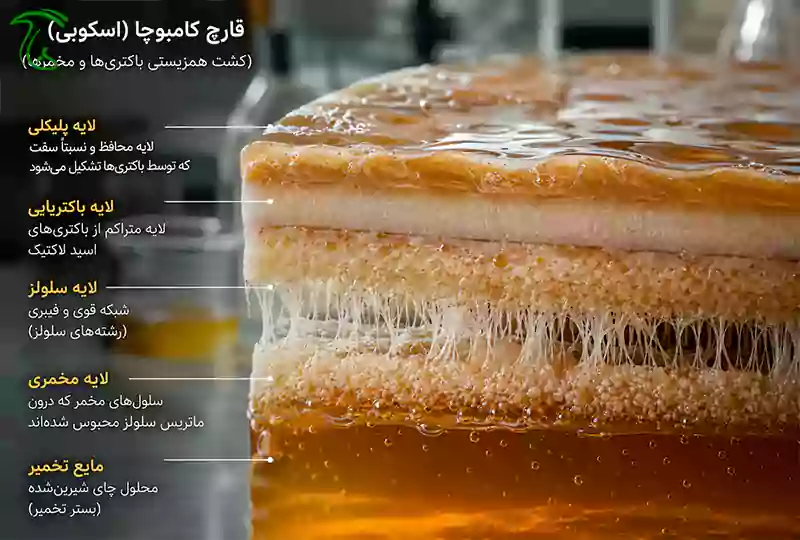 نمای ماکرو از لایههای بیولوژیک قارچ کامبوچا (SCOBY) در محیط آزمایشگاهی