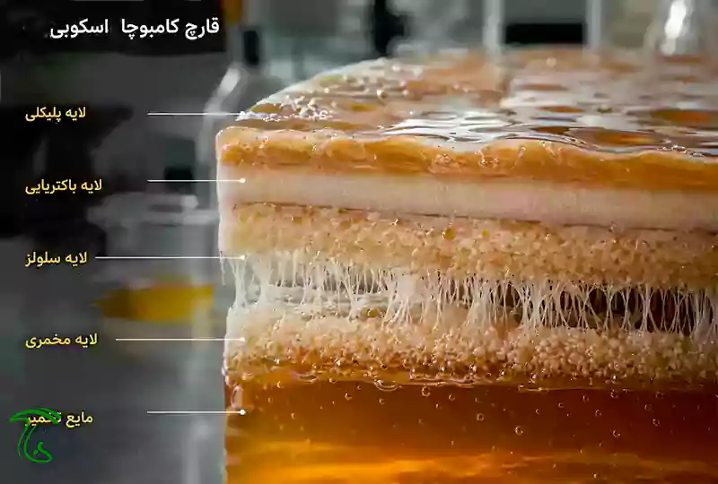 نمای ماکرو از لایههای بیولوژیک قارچ کامبوچا (SCOBY) در محیط آزمایشگاهی