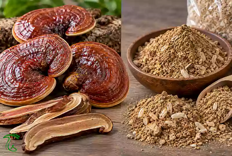 مقایسه گانودرمای اصل با محصول مشکوک و تقلبی