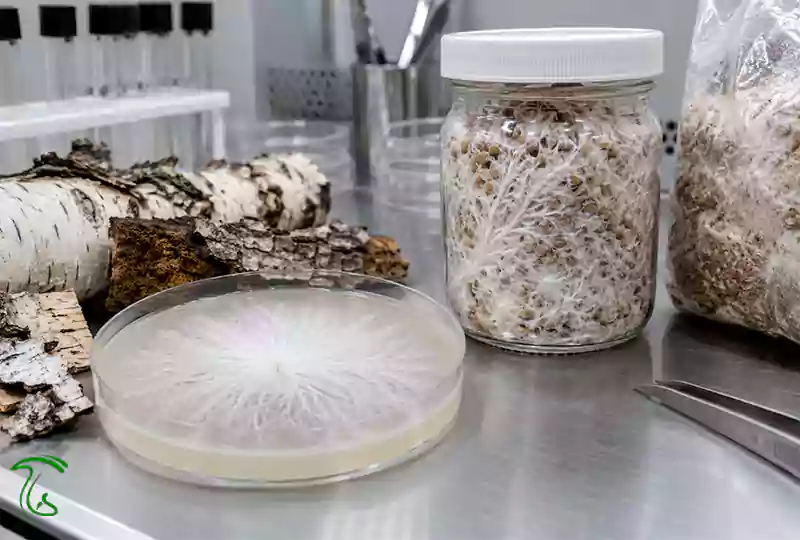 رشد میسلیوم Inonotus obliquus در محیط کشت آزمایشگاهی