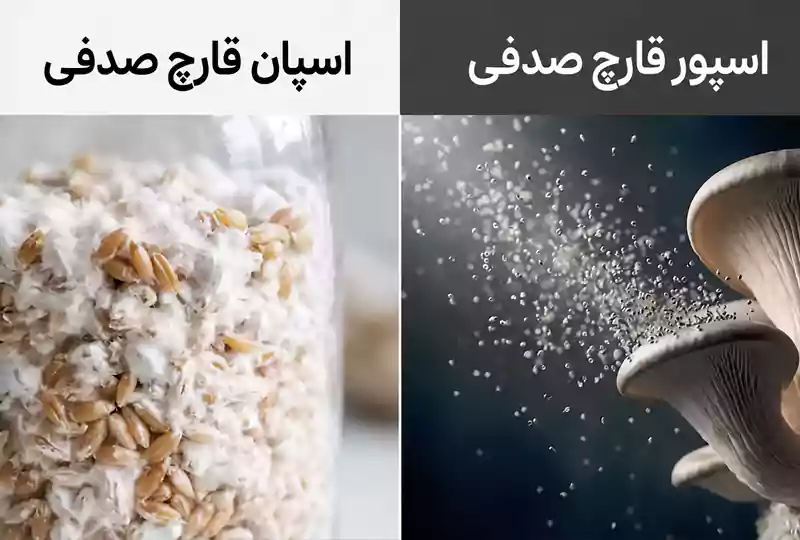نظافت مزرعه قارچ صدفی - اهمیت کیفیت اسپان