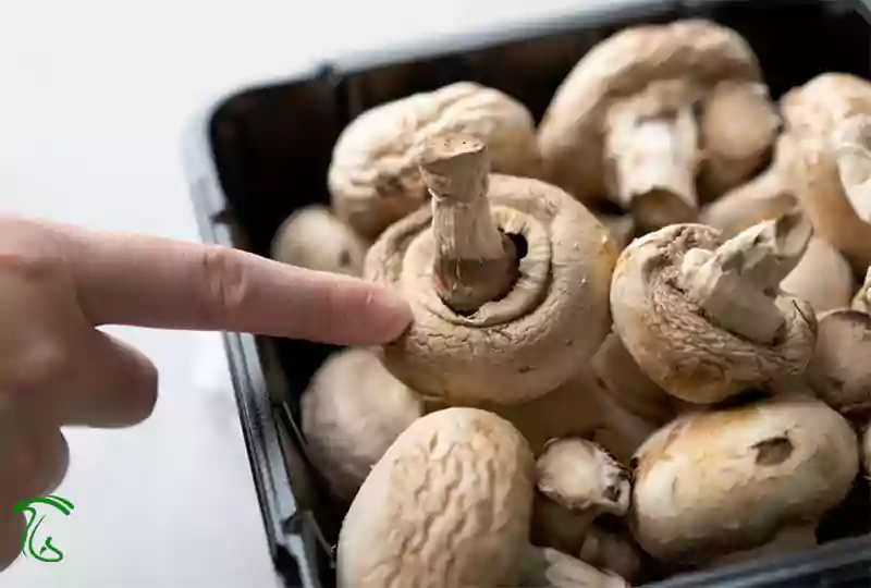 مقایسه قارچ دکمهای تازه و قارچ دارای نشانههای فساد